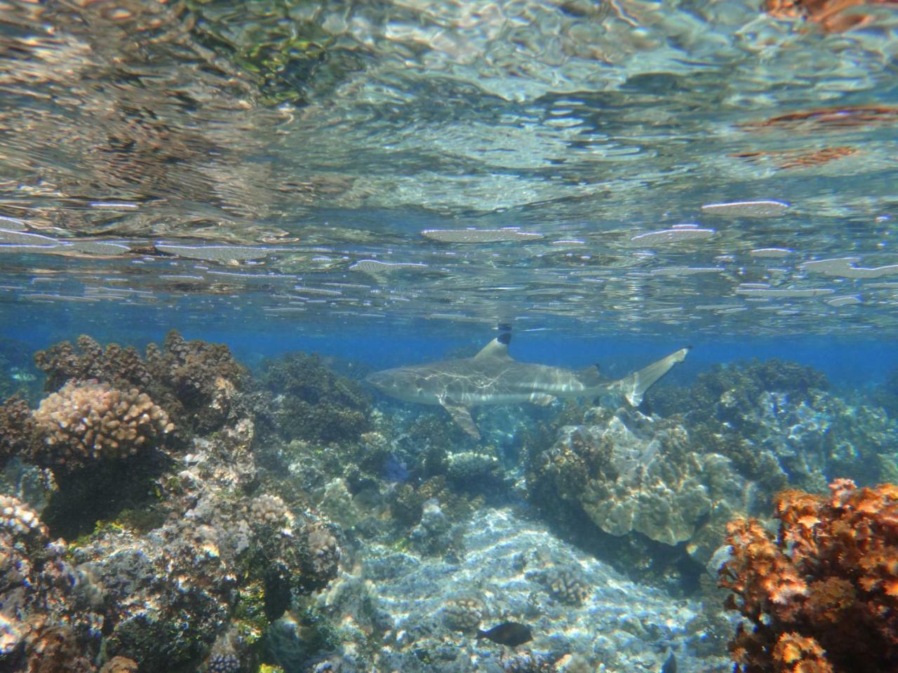 Отель Te Anahau Piti Paea Экстерьер фото